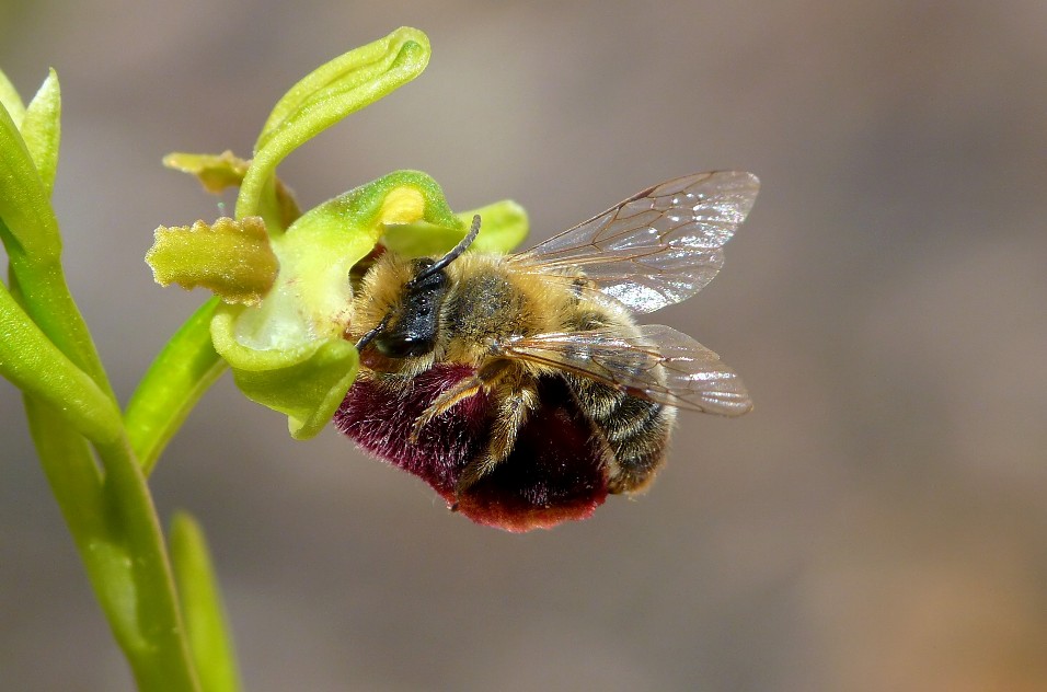 Quale andrena ?  Andrena nigroaenea e Andrena sp.